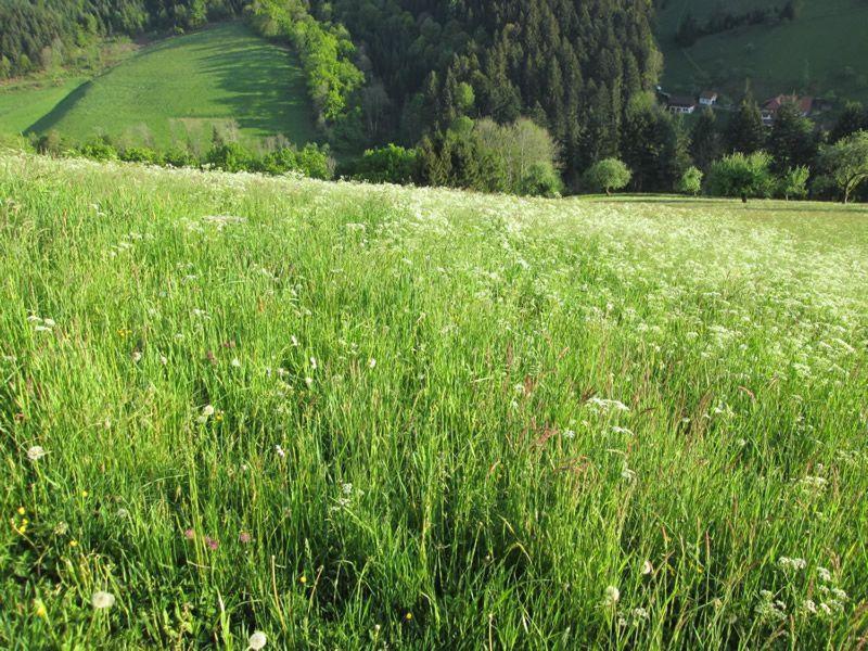 Hinterkimmighof Apartment Оберхармерсбах Екстериор снимка